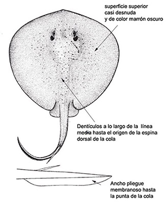 Taenura gravata02.jpg